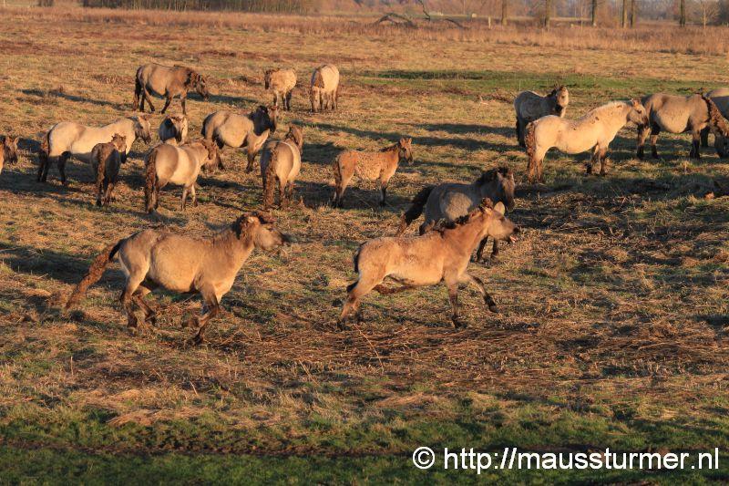 2016-11-28 Gewonde wilde jonge hengst Maaseik (7333).jpg